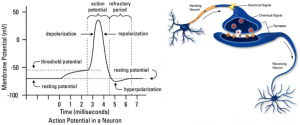 neuron